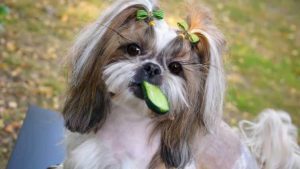 Köpek isimleri