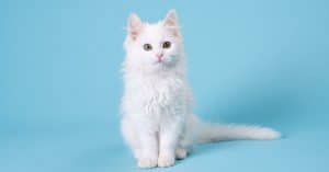 beyaz kedi cinsleri